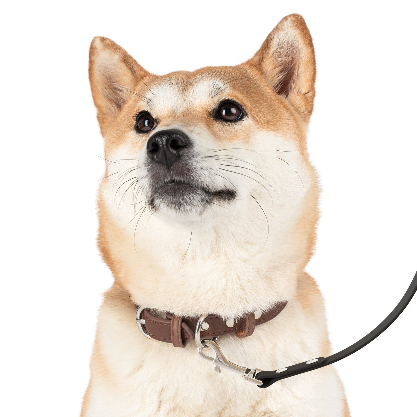 Stylish Dog Leash with Tranquility Design - Perfect for Pet Lovers - Gregg Acini Adoree Designs - Pets